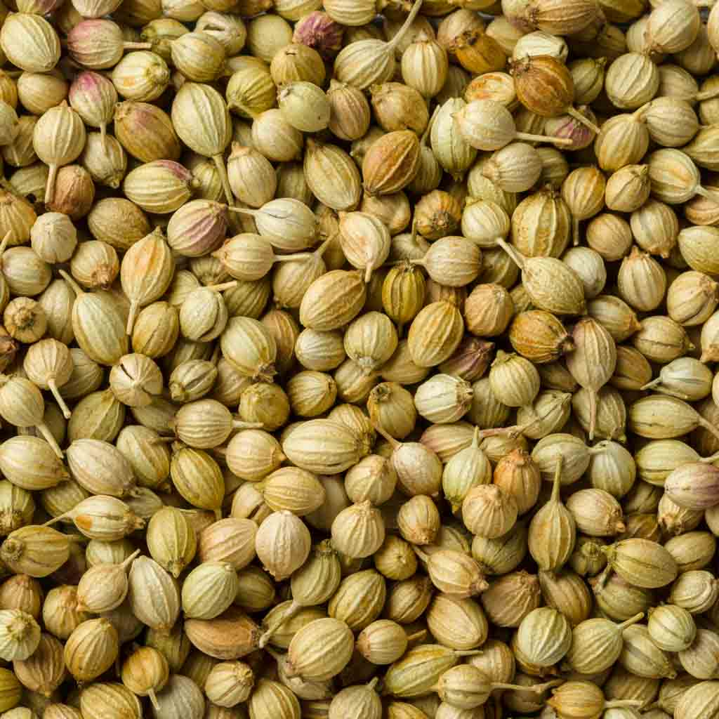Wholesale Cumin Seeds