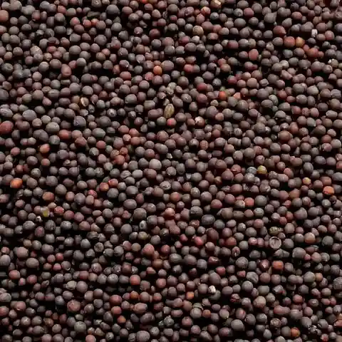 Wholesale Mustard Seeds
