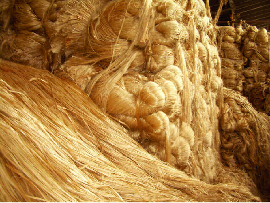 Tossa Jute